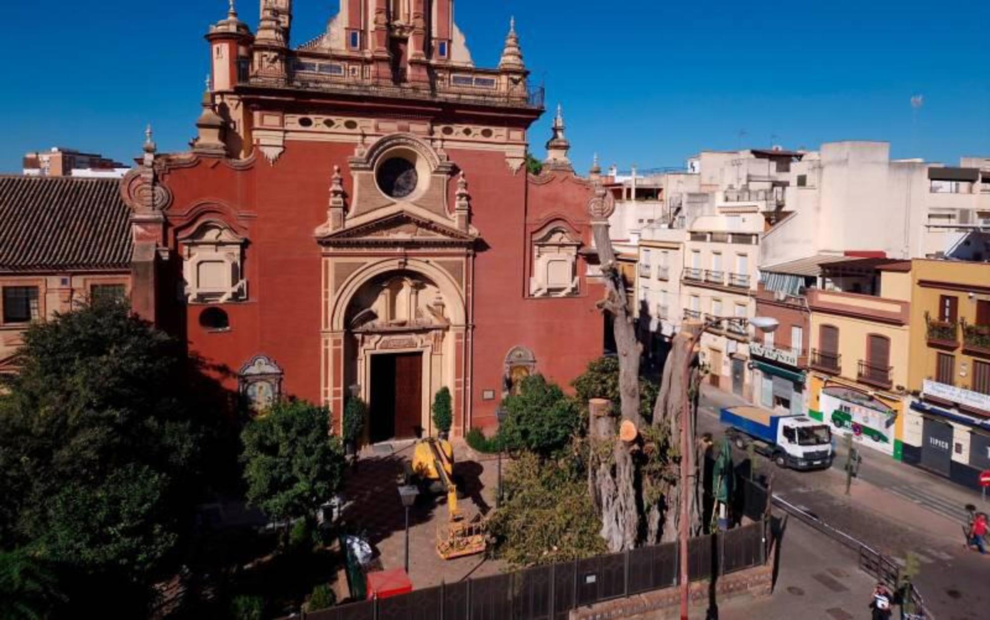 Ficus Sevilla